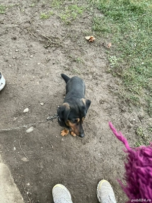 Donez Teckel Metis  - imagine 3