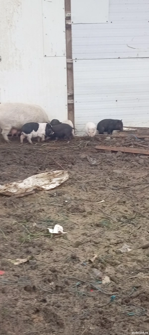 Vând purcei vietnamezi  - imagine 5