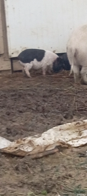 Vând purcei vietnamezi  - imagine 3