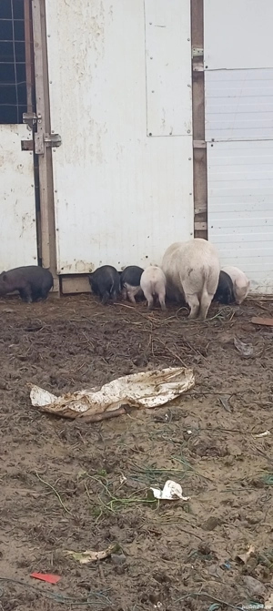 Vând purcei vietnamezi  - imagine 4