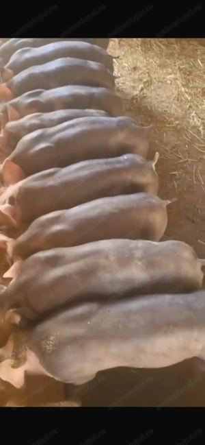 Grasuni pietrani belgian  - imagine 5