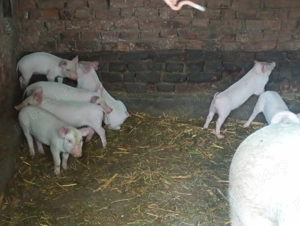 Vând purcei din rasa Marele Alb  - imagine 5