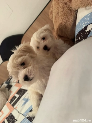 bishon maltez rasa pura