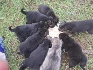 Donez pui de căței in Iași 