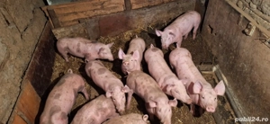 Purcei pietrain 3 luni - imagine 4