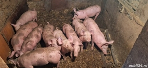 Purcei pietrain 3 luni - imagine 2