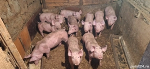 Purcei pietrain 3 luni - imagine 3