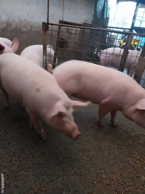 Asigur transport.  Ultimele 2 bucati. 