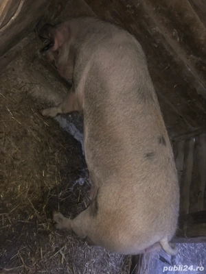 De vanzare  - imagine 2