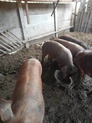 Vindem 5 porci (grăsuni)  - imagine 2