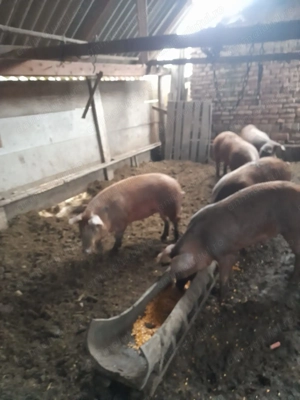 Vindem 5 grăsuni (porci)
