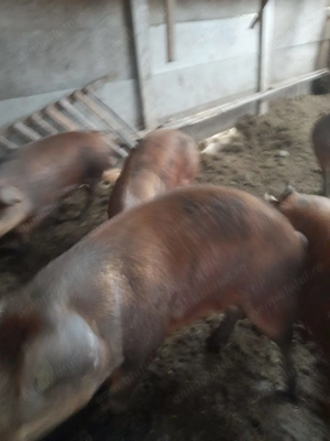 Vindem 5 porci (grăsuni)  - imagine 3