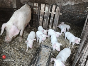 Purcei de 8 săptămâni  - imagine 4