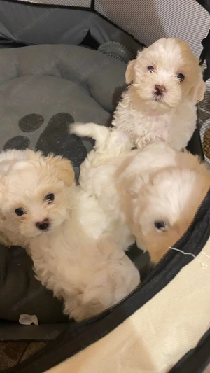 Pui Bichon maltez - imagine 3