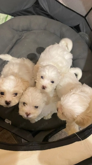 Pui Bichon maltez - imagine 2