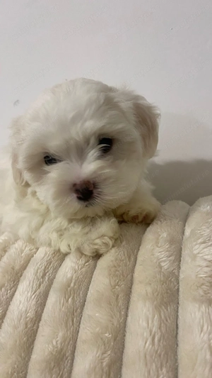 Pui Bichon maltez - imagine 5