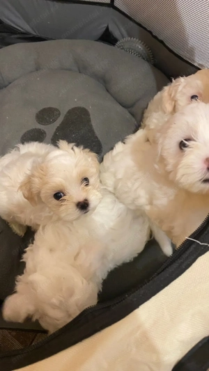 Pui Bichon maltez - imagine 4