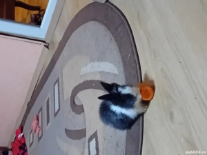 vand 3 iepurasi cap de leu  - imagine 3