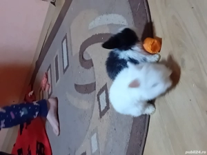 vand 3 iepurasi cap de leu  - imagine 2