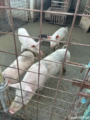 Porci de vanzare - imagine 2