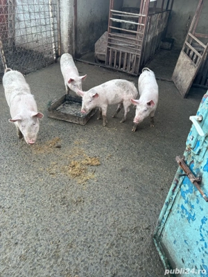 Porci de vanzare - imagine 5
