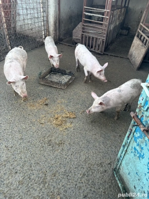Porci de vanzare