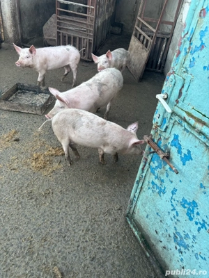 Porci de vanzare - imagine 4