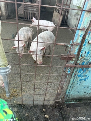 Porci de vanzare - imagine 3