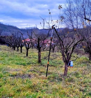 Curățarea  tăierea  toaletarea pomilor fructiferi