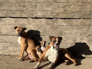 Vand Caine Boxer - imagine 4