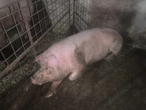 Vand porc de carne 240 kg 