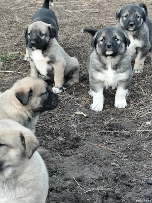 Căței kanga de vânzare  - imagine 2