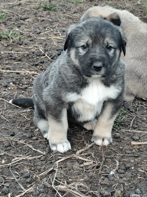 Căței kanga de vânzare  - imagine 4