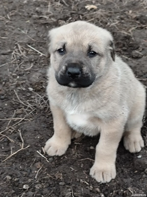 Căței kanga de vânzare  - imagine 3