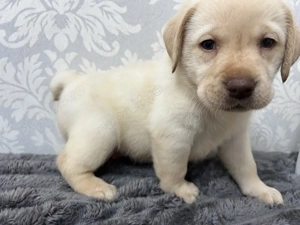 Labrador retriver - imagine 4