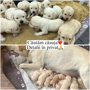 Labrador retriver - imagine 3