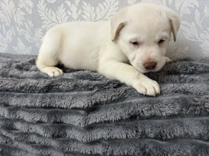 Labrador retriver - imagine 2