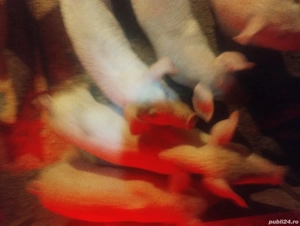 vand purcei landras  - imagine 5