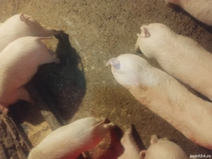 vand purcei landras  - imagine 2