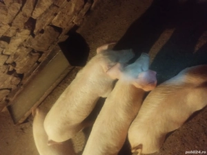 vand purcei landras  - imagine 3