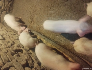 vand purcei landras  - imagine 4