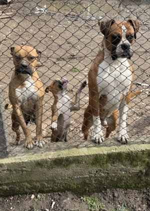 Vans Boxers Femela - imagine 2