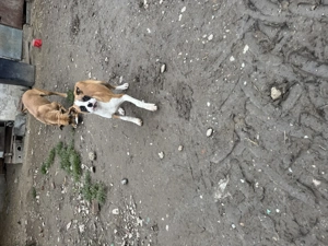 Vans Boxers Femela - imagine 4