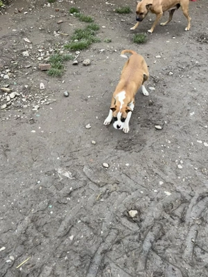 Vans Boxers Femela - imagine 3