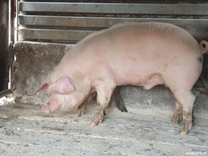 vand porc  - imagine 3