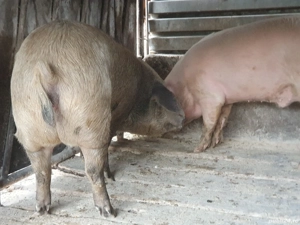 vand porc  - imagine 4