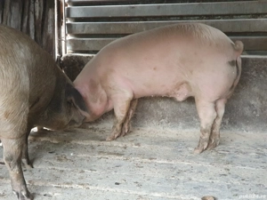 vand porc  - imagine 5