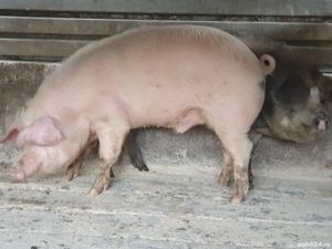 vand porc  - imagine 2