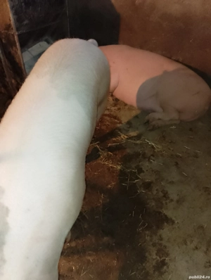 porci pentru Crăciun  - imagine 2