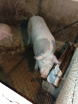 porci pentru Crăciun 